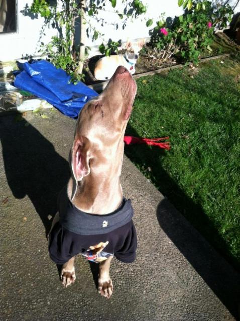 Hero Sniffing